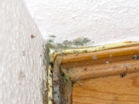 Die Spur des Schimmels